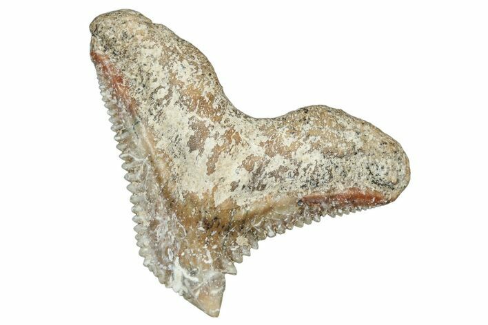 Tiger Shark (Galeocerdo Eaglesomi) Tooth - Dakhla, Morocco #321952